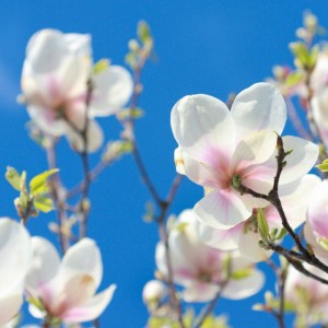 Fragrance Alchemy: Magnolia